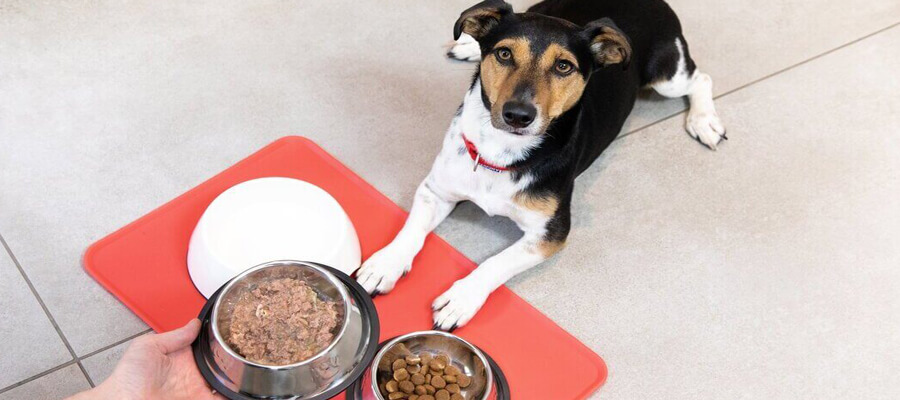 The Ultimate Guide to Feeding Puppies: What You Need to Know